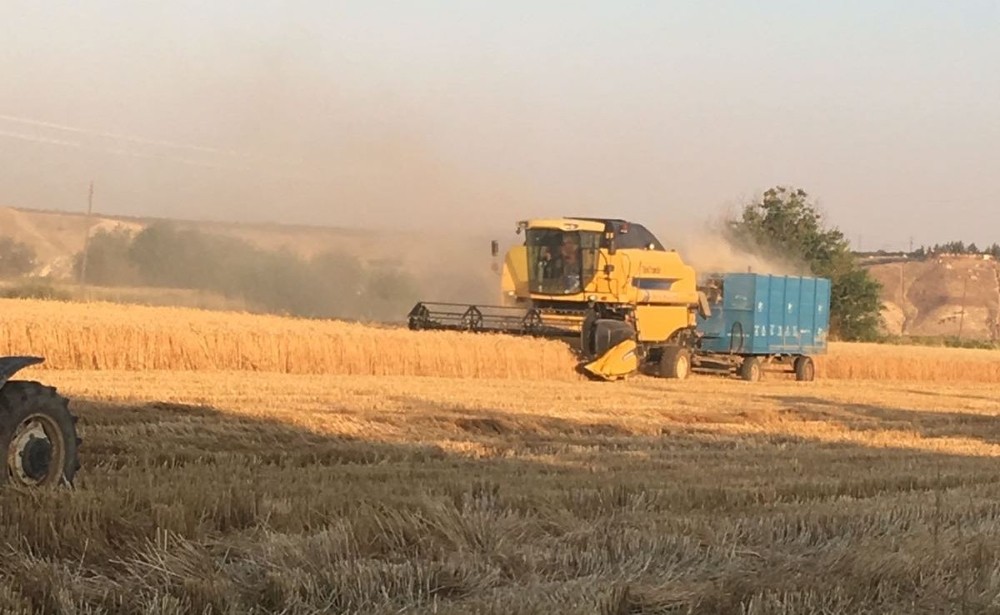 Birecik’te buğday hasadı devam ediyor