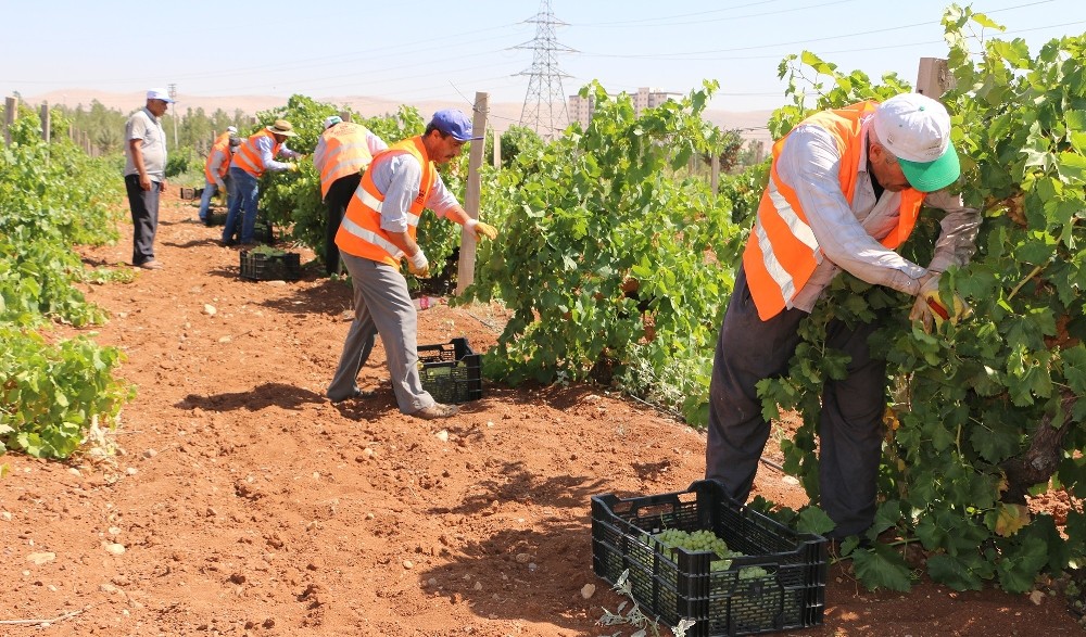 Büyükşehir’den dar gelirli ailelere taze meyve ikramı