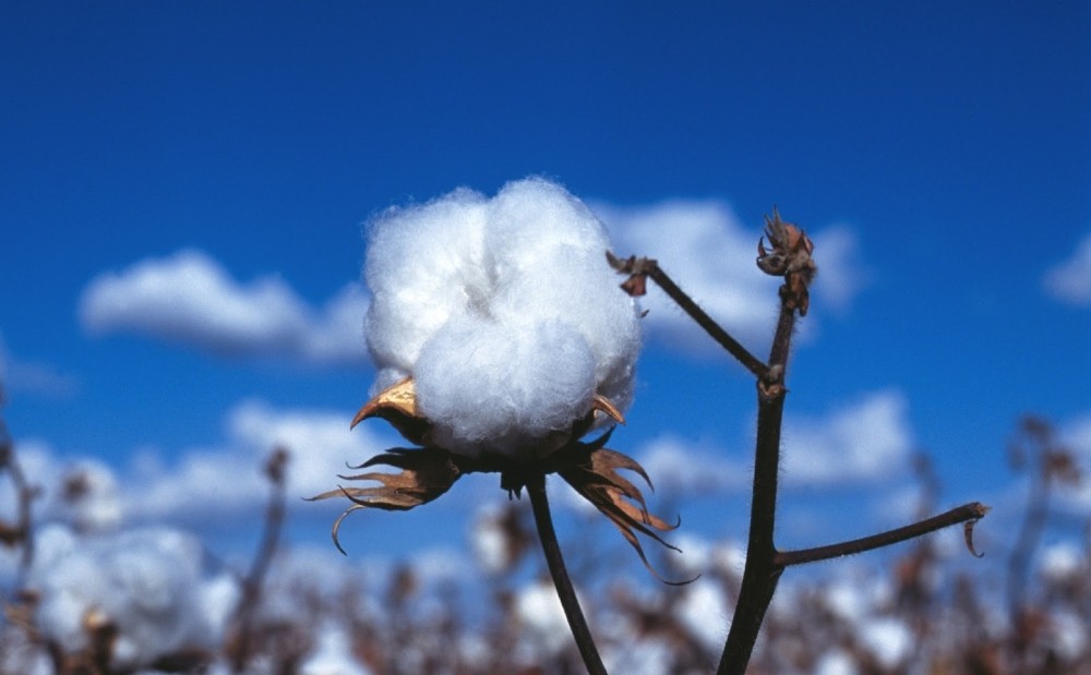 Harran’da pamuk üretimi arttı