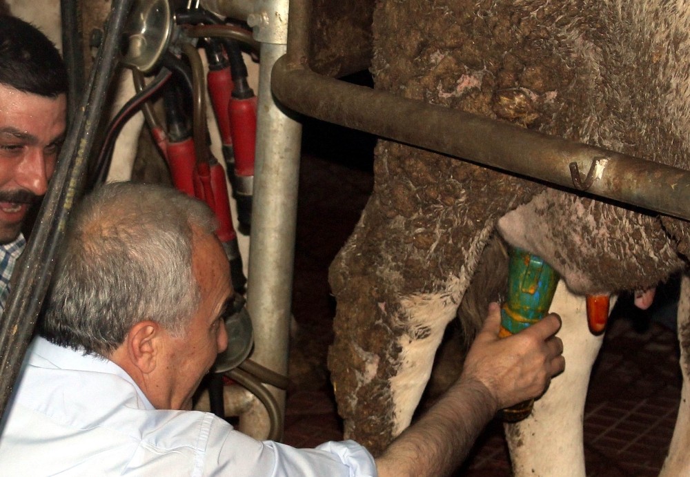 Bakan Fakıbaba Tekirdağ’da Süt sağımı Yaptı