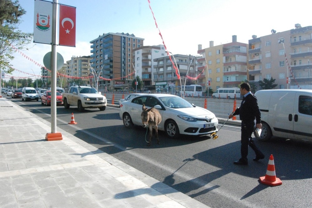 Araçların arasına dalan eşek sürücülere zor anlar yaşattı