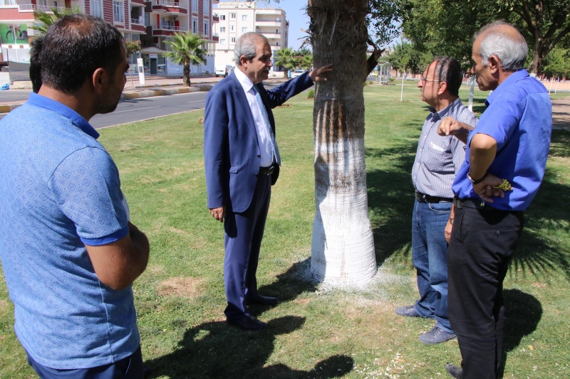Başkan Demirkol Ağaç Koruma Çalışmalarını Denetledi