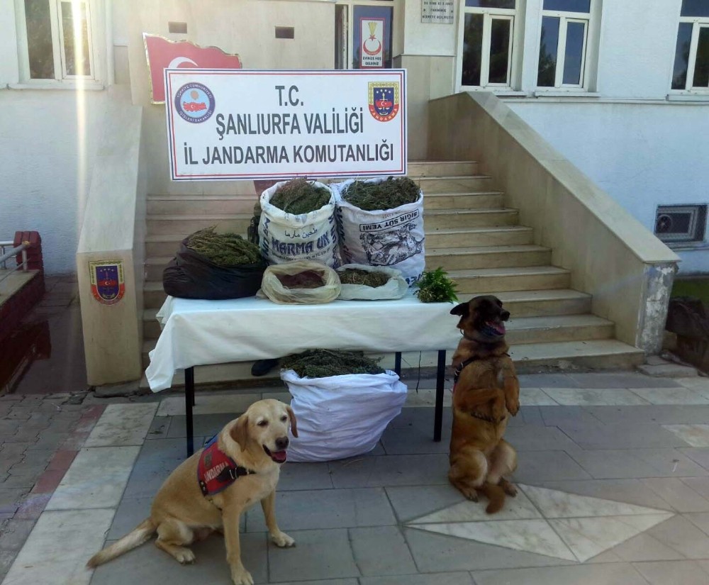 Şanlıurfa’da Uyuşturucu Operasyonu