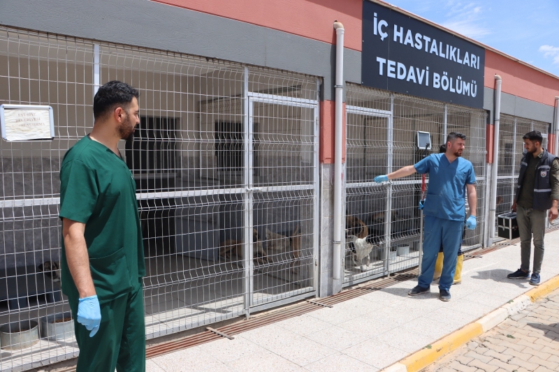 Hayvan Hastanesi ve Rehabilitasyon Merkezi Sokak Hayvanlarına Hizmet Veriyor