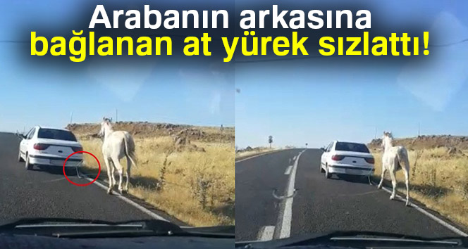 Otomobilin arkasına bağlanan atın görüntüleri yürek sızlattı