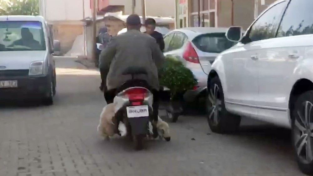 Koyunu motosikletle taşıyan sürücü görenleri şaşırttı