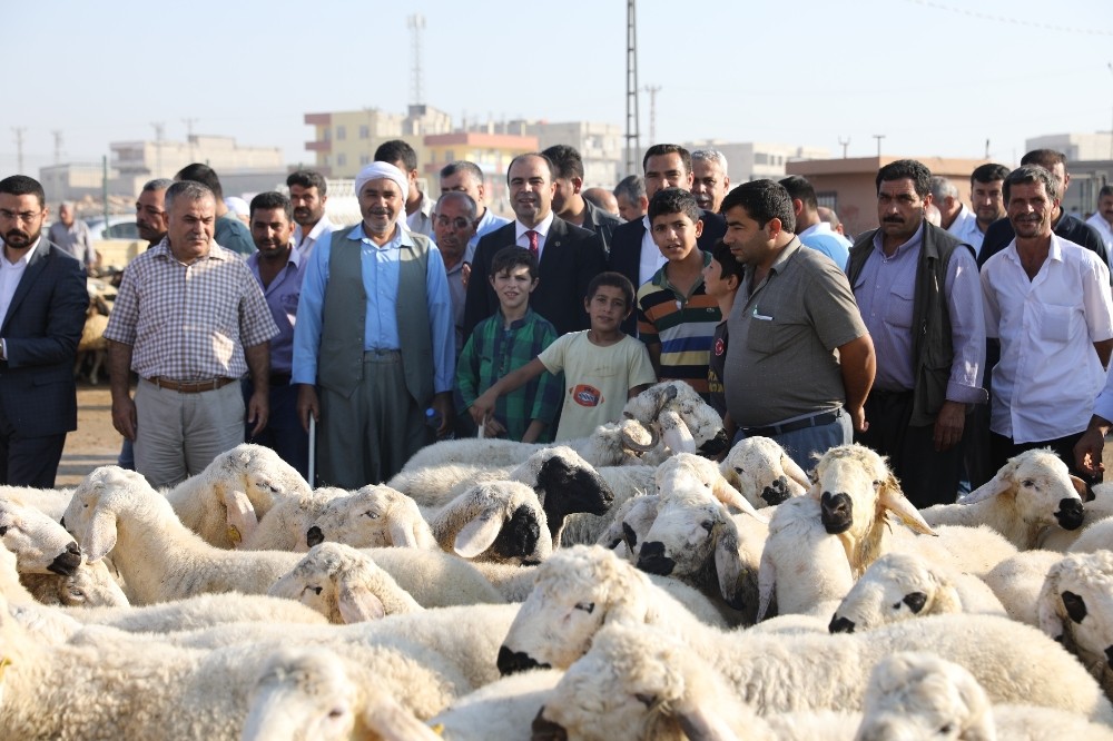Çiftçi hayvan pazarında satıcıları dinledi