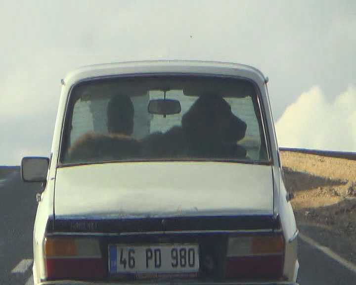 Çoban köpeğinin otomobilde seyahat keyfi