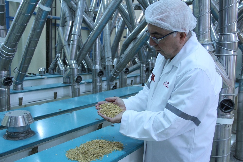 Türkiye, makarnalık durum buğdayı üretiminde dünyanın dördüncü büyük ülkesi