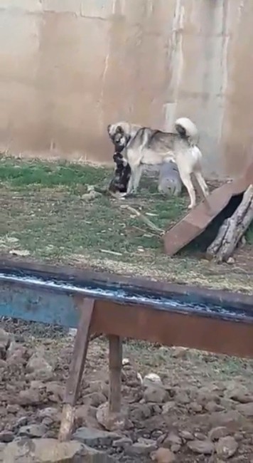 Kedi ile köpeğin kıskandıran dostluğu görenleri şaşırtıyor