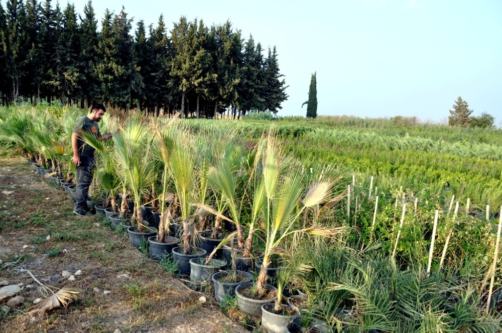 Şanlıurfa’nın süs bitkileri Akçakale’de yetişiyor