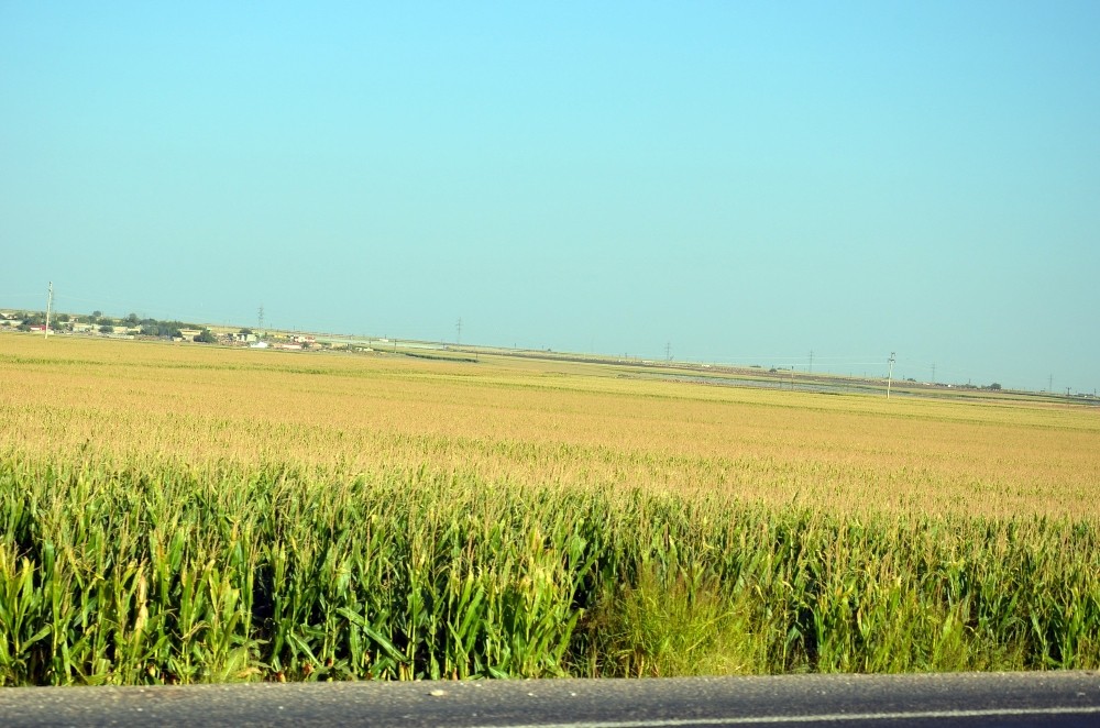 Viranşehir’de terör nedeniyle mısır ekimine kısıtlama getirildi
