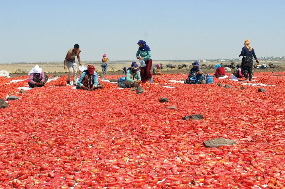 Siverek’te yılda 500 ton kurutulmuş domates üretiliyor
