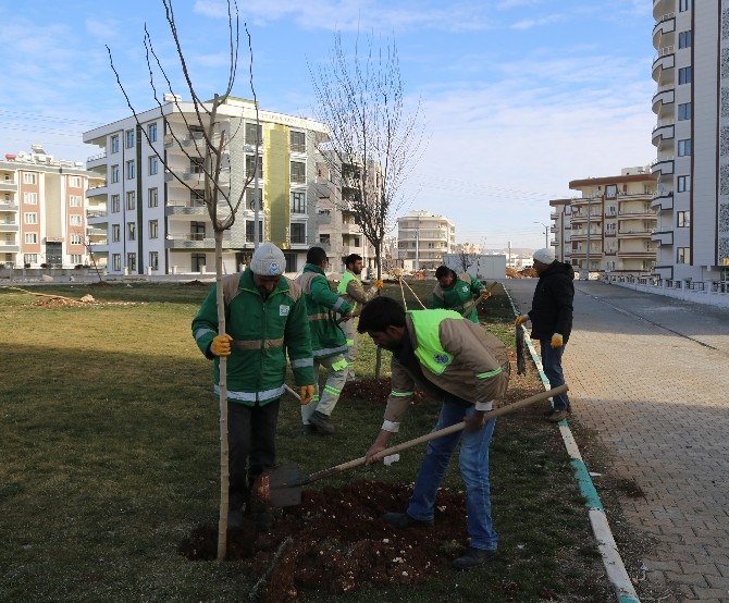 Haliliye’de yeşillendirme çalışmaları devam ediyor