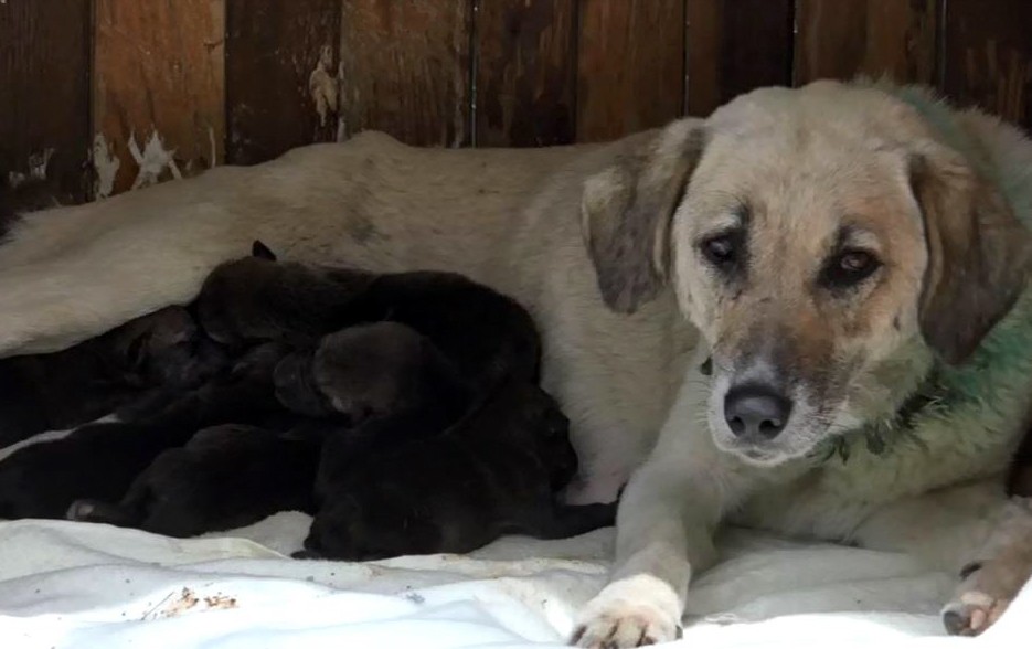 Yavru kurtlara anne köpek şefkati