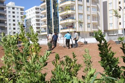 HALİLİYE’DE YENİ PARKLARIN AĞAÇLANDIRILMASI SÜRÜYOR