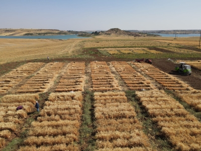 Harran Üniversitesi’nde Kuraklığa Dayanıklı Makarnalık Buğday Çeşit Geliştirme Çalışmaları Devam Ediyor