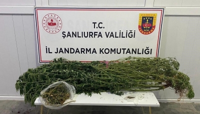 Şanlıurfa’da uyuşturucu operasyonu: 12 gözaltı