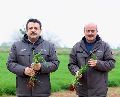 Şanlıurfa’da Yağışlar Pas Hastalığını Tetikledi: Tarlada Tehlike Çanları!