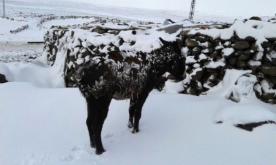 Siverek'te Yoğun Kar Yağışı! Eşekler Buz Tuttu