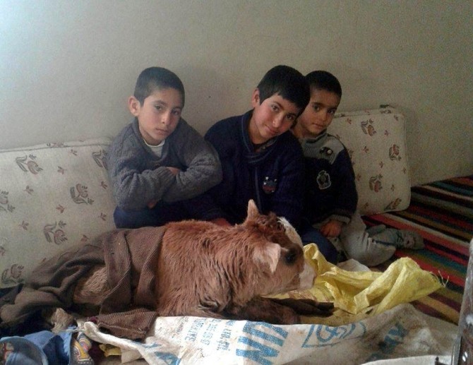 Dondurucu soğukta doğan buzağıyı evinde besliyor