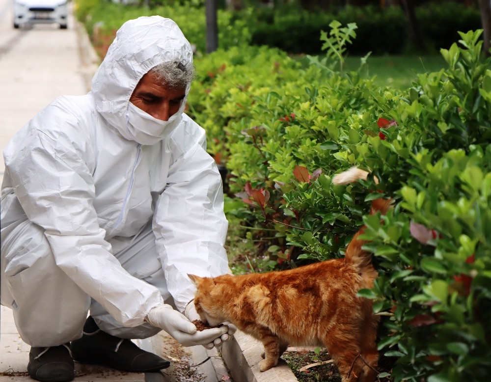 Şanlıurfa’da korona günlerinde sokak hayvanları unutulmadı