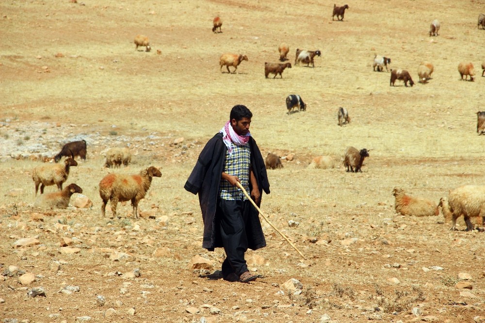 (Özel Haber) Şanlıurfa’da kurtlar koyun sürüsüne saldırdı