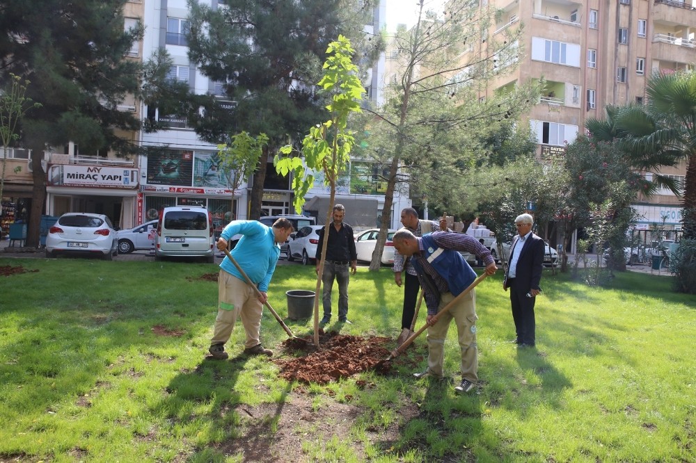 Haliliye’de fidanlar toprakla buluşuyor