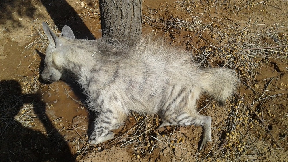(Özel haber) Koruma altındaki sırtlan kazada telef oldu