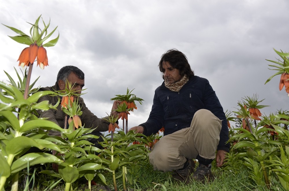 Pazar sıkıntısı yaşayan ters lale üreticileri destek bekliyor