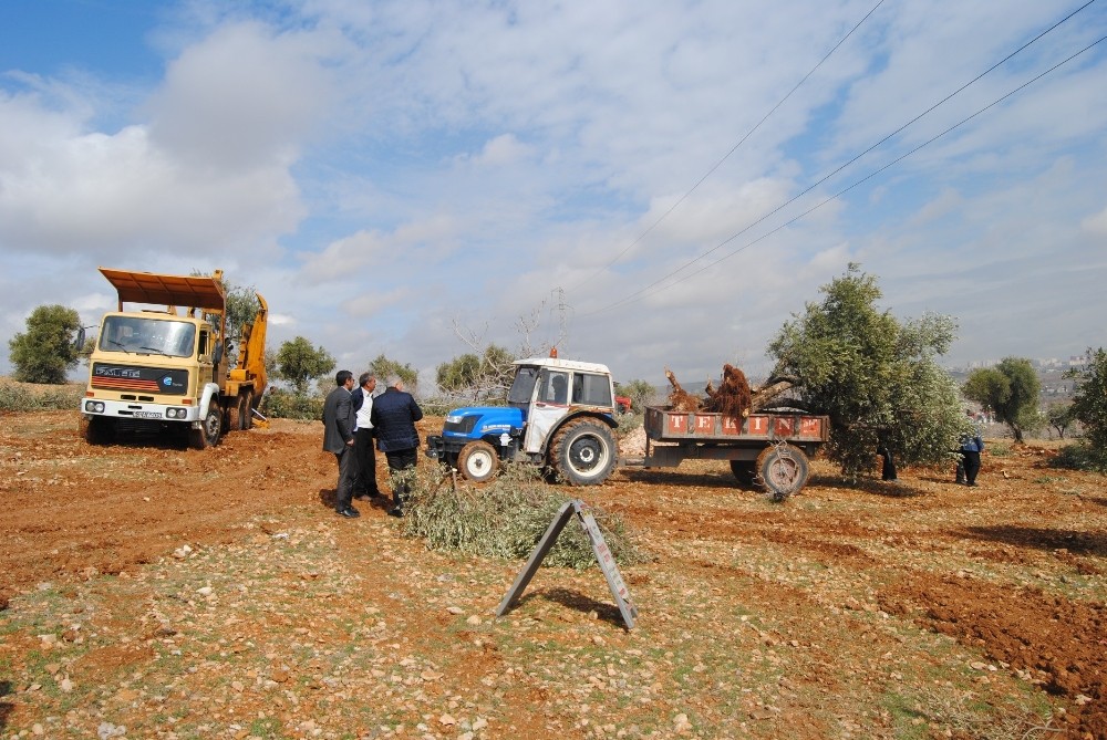 İmara açılan arazilerdeki bitki örtüsü başka arazilere nakil ediliyor