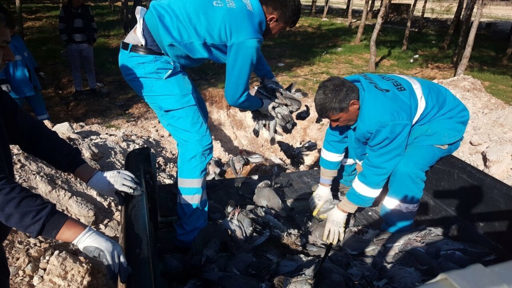 Şanlıurfa’da kuş ölümleri halkı tedirgin ediyor