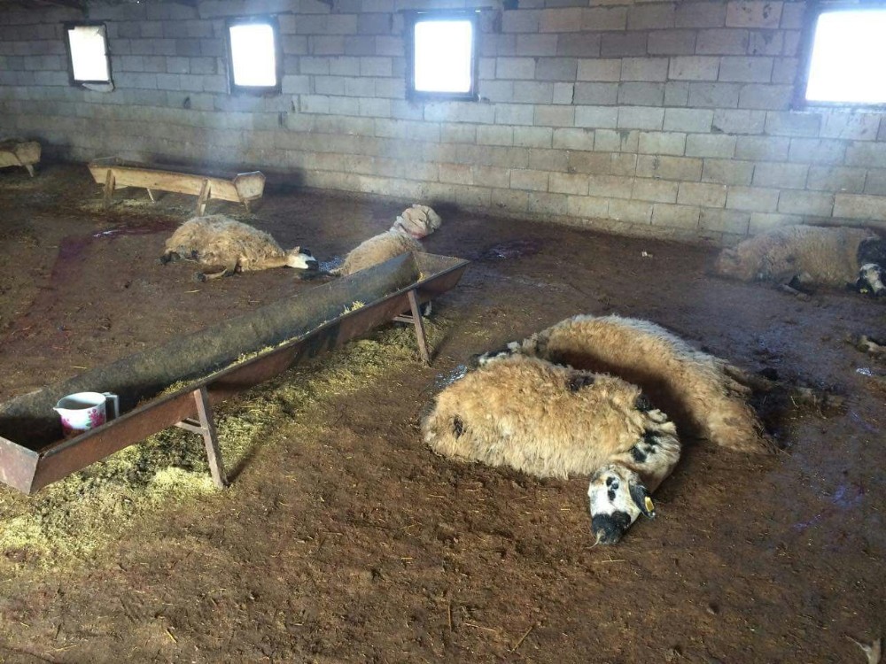 Siverek’te 90 koyun telef oldu