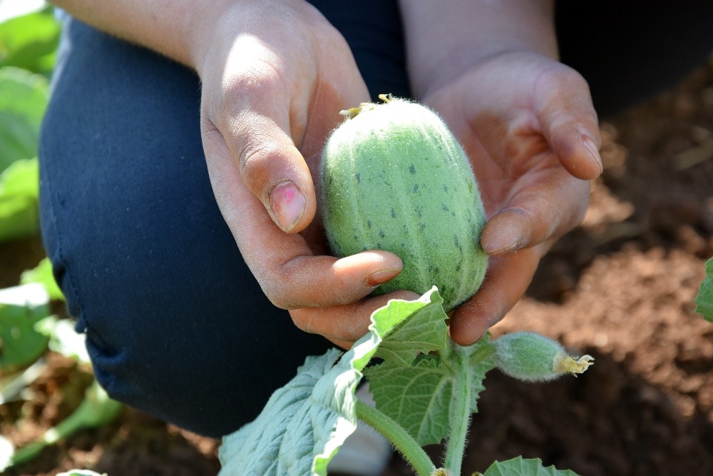 (Özel haber) Şanlıurfa’da şelengo sezonu açıldı
