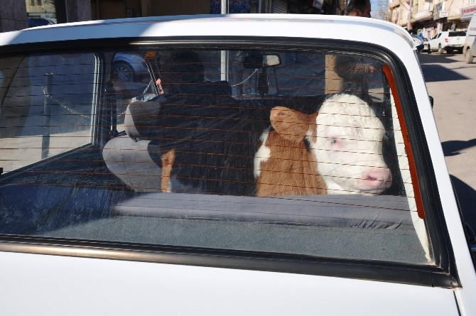 Minik buzağının otomobil keyfi