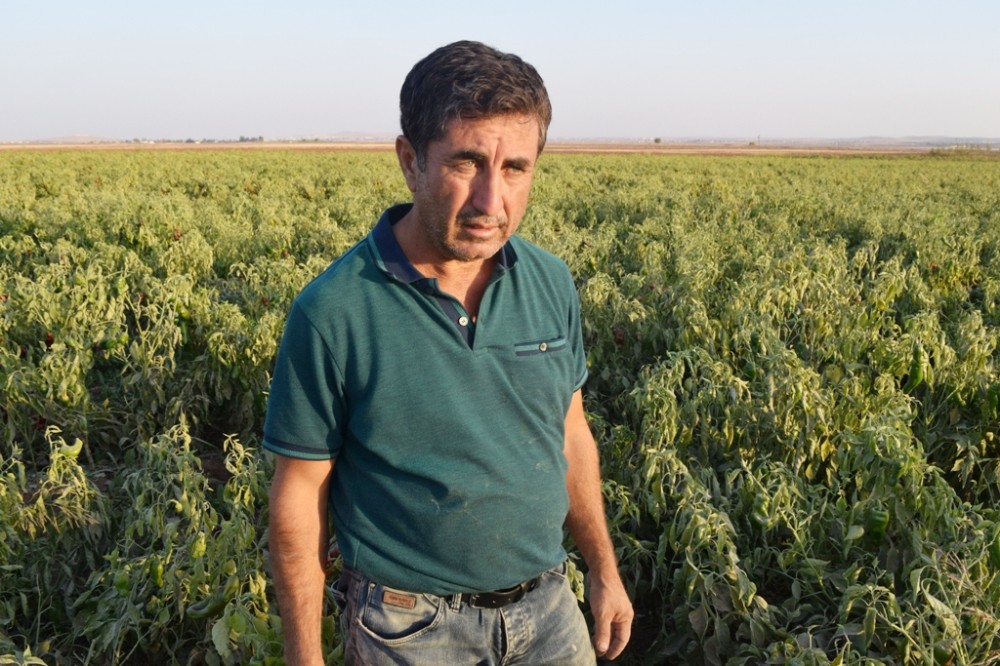 Hafriyat kamyonlarının kaldırdığı toz tarladaki biberleri kuruttu