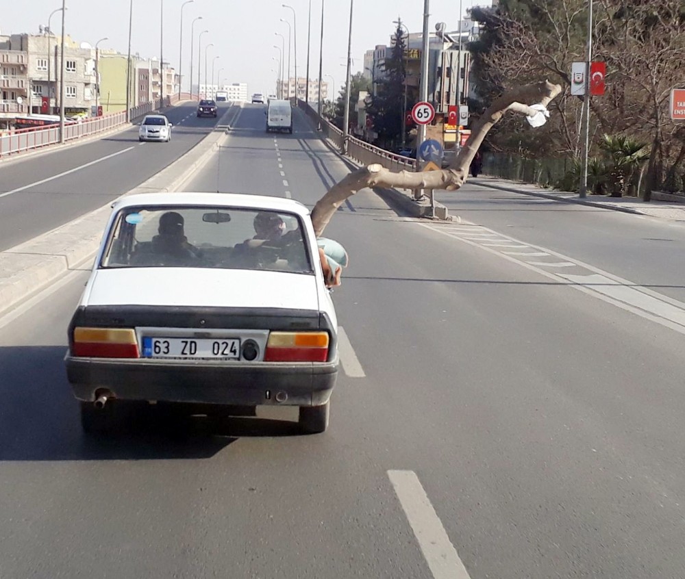 Otomobilin camından uzatılan 2 metrelik ağaç şaşkına çevirdi