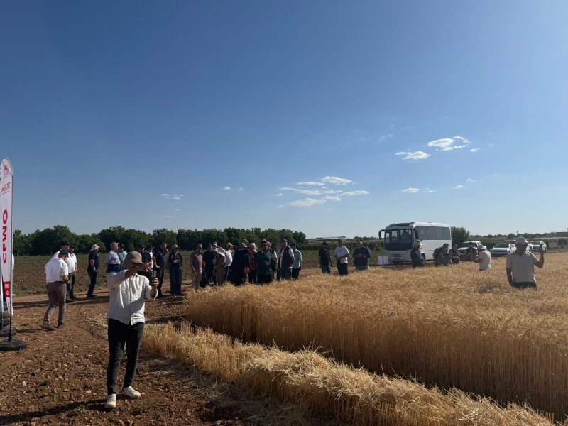 Şanlıurfa’da Yerli Tohumun Gurur Günü: "CEMMO" Buğdayı İlk Hasadını Yaptı!