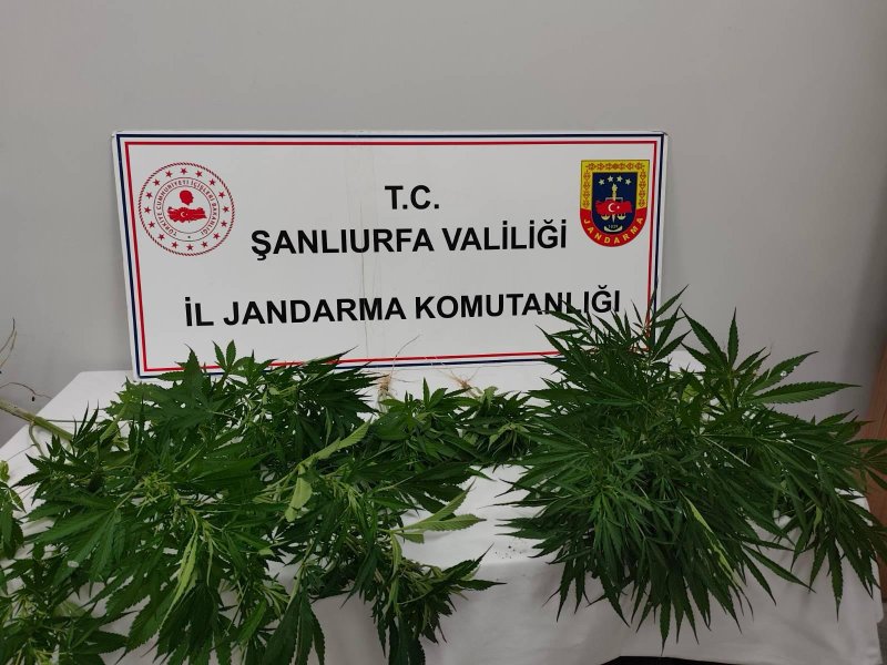 Hilvan ve Halfeti'de Uyuşturucu Operasyonu: Kenevir ve Uyuşturucu Madde Ele Geçirildi