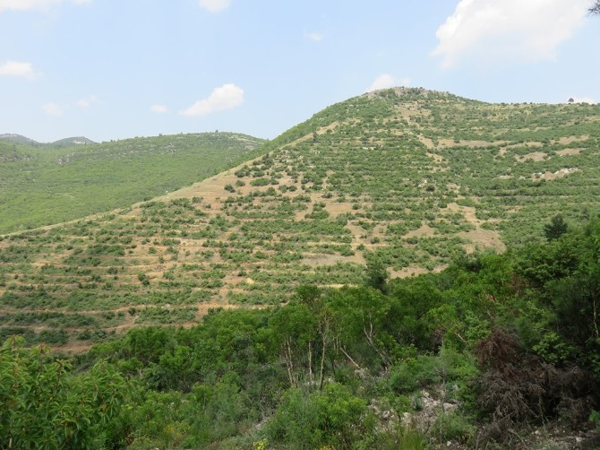 Bakan Eroğlu: “Şanlıurfa’da 3 yılda 1 milyon 201 bin fidan toprakla buluştu”