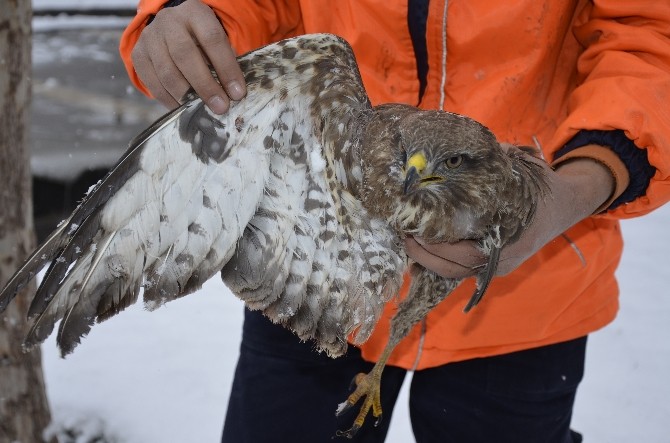 Yaralı ve donmak üzere olan şahini köpeklerden kurtardı
