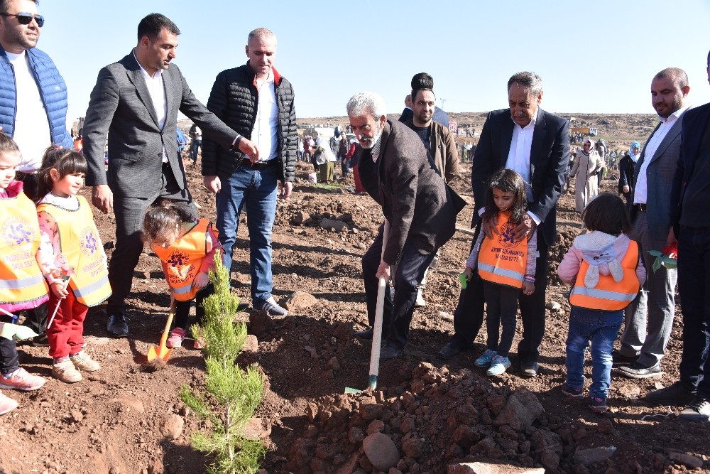 Siverek’te 10 bin fidan toprakla buluştu