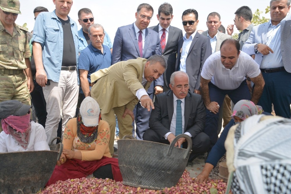 Birecik’ten “Fıstık” çıkışı