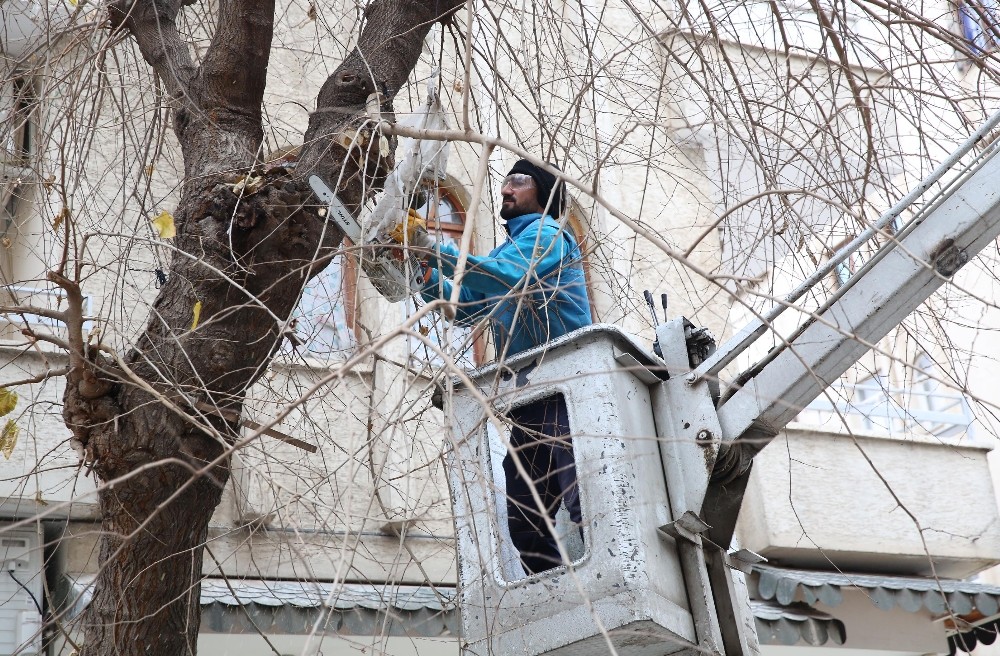 Haliliye’de ağaç bakım ve budama çalışmaları sürüyor