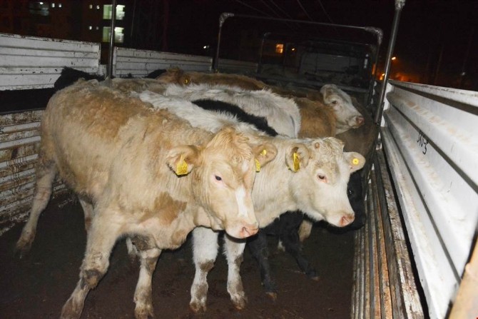 Genç çiftçilere 102 büyükbaş hayvan teslim edildi