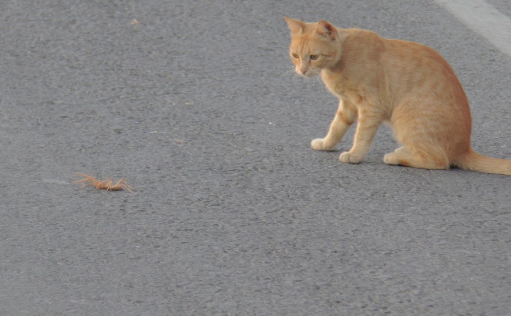 Et yiyen dev örümcek ile kedinin ölüm kalım mücadelesi