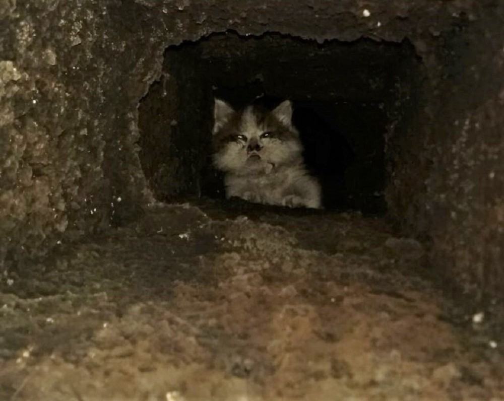 Havalandırma boşluğunda sıkışan kedi duvar kırılarak kurtarıldı