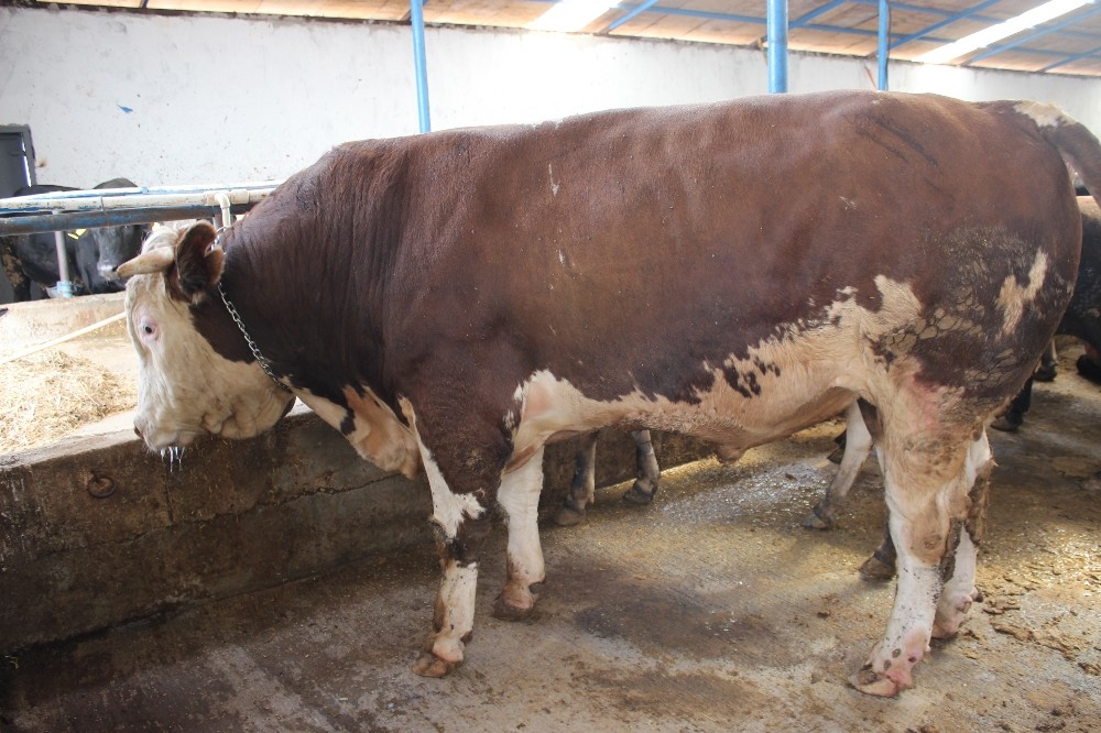 1.2 tonluk dana görenleri şaşkına çeviriyor