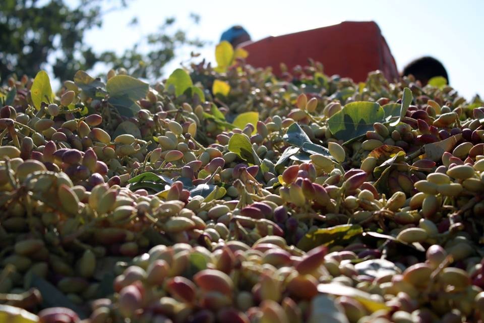 Birecik’te fıstık hasadı başladı