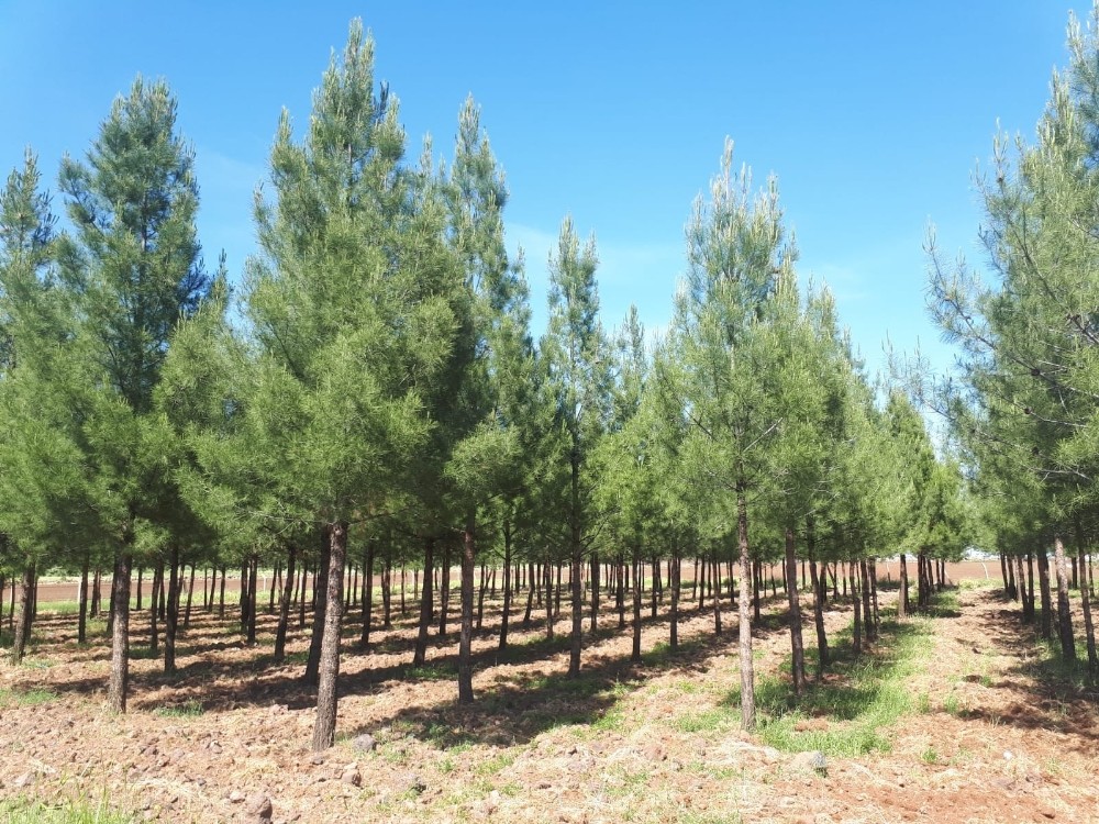 Viranşehir’de piknik alanları temizlendi